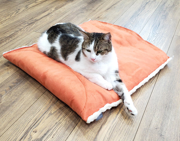 cat lounging on a thick cushion